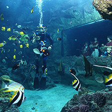 image brest oceanopolis